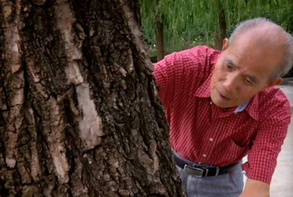 顾道荣大师观察树木纹理