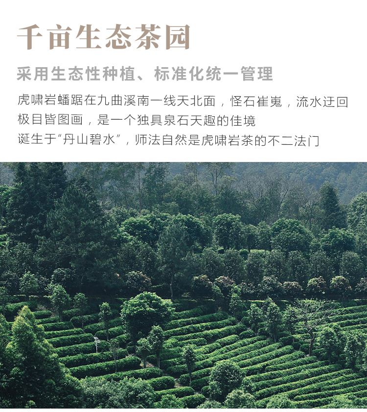 虎啸岩武夷岩茶千亩生态茶园