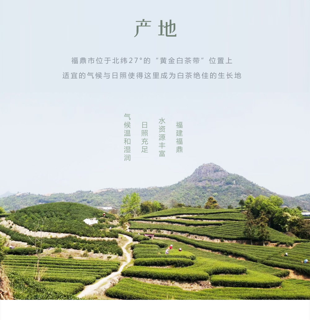 福鼎白茶产地位置