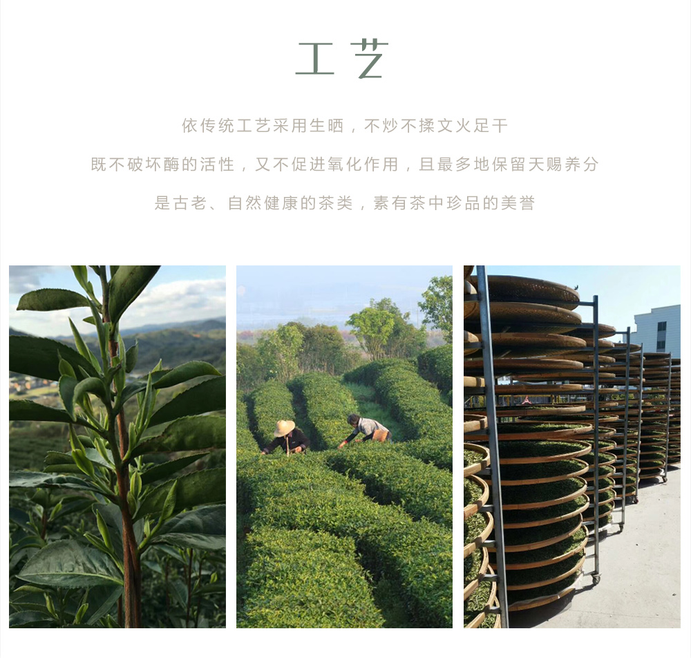 福鼎白茶制作工艺